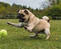 Un carlino saltando para atrapar una pelota en un parque