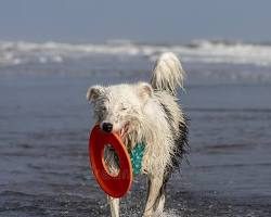 Perro corriendo por la orilla con un juguete en forma de aro en la boca