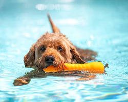 Cachorro nadando en una piscina con un juguete de espuma en la boca