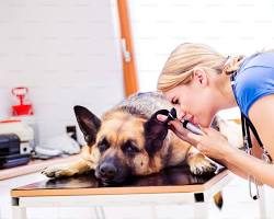 Veterinaria revisando el oído de un Pastor Alemán durante una consulta