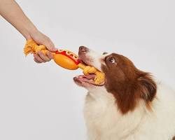 Una mano ofrece un mordedor de tela casero con forma de perrito caliente a un perro tipo Border Collie