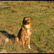 Manis sentado en la hierba al sol