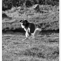 Manis corriendo por el campo